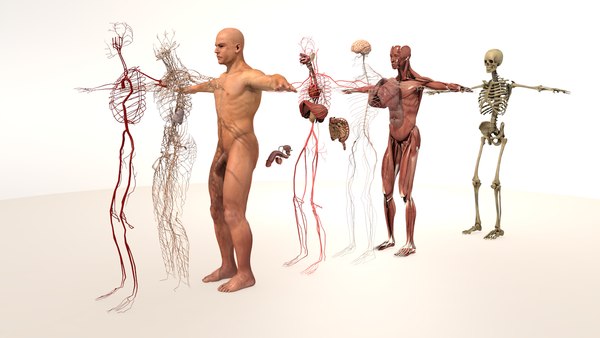 Complete Male Body Anatomy