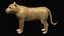 Low polygon lion and lioness collection