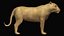 Low polygon lion and lioness collection