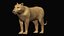 Low polygon lion and lioness collection