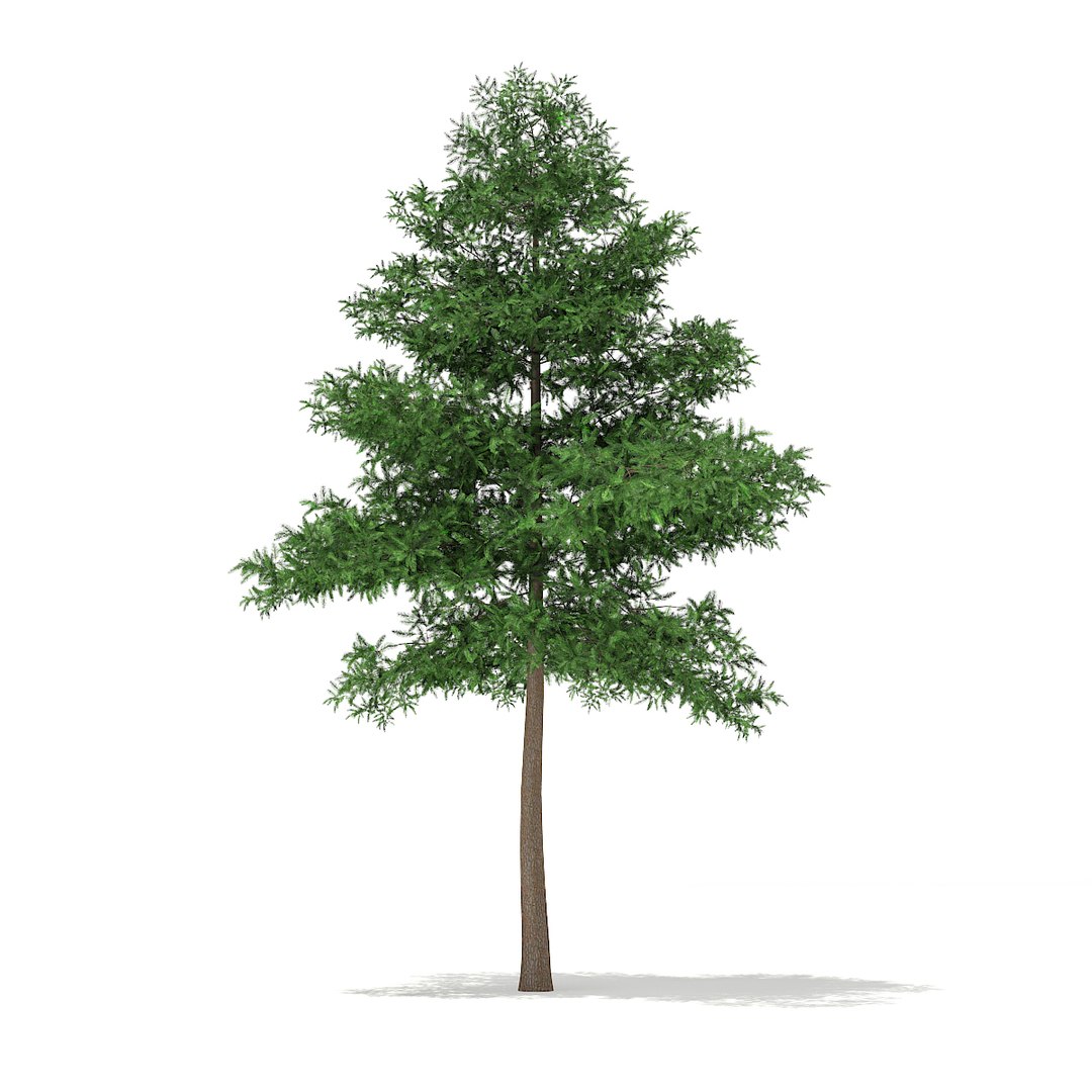 volume 69 trees viii 3d model https://p.turbosquid.com/ts-thumb/pU/FTUElL/1QmPAEab/cgaxis_models_69_03/jpg/1475691316/1920x1080/fit_q87/224dfaf7f4d4d42a3f55c55b3b2155acc9123847/cgaxis_models_69_03.jpg