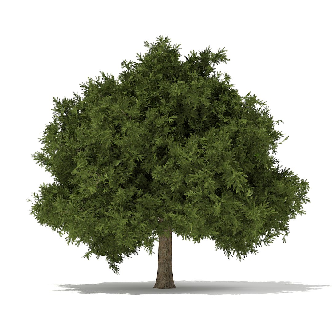 volume 69 trees viii 3d model https://p.turbosquid.com/ts-thumb/pU/FTUElL/PKMW8N5R/cgaxis_models_69_28/jpg/1475691317/1920x1080/fit_q87/807853e658bcf337fbe49b342f81ced2a5124ab0/cgaxis_models_69_28.jpg