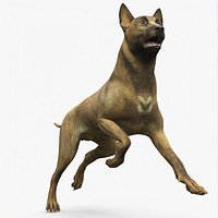 Dutch Herding Dog in Run Pose Gold Brindle