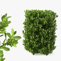 Laurus Nobilis Shrub