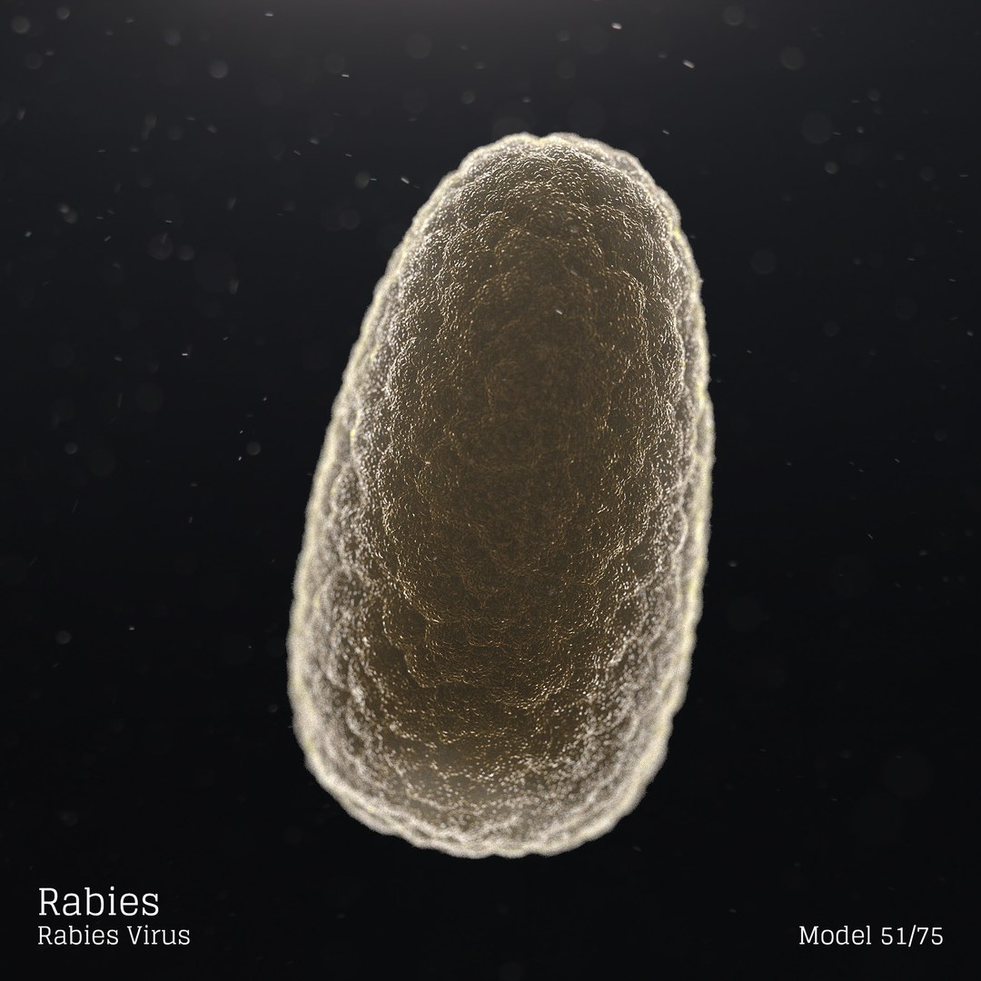 rabies virus 3d model