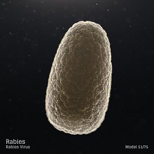 Rabies - Rabies Virus
