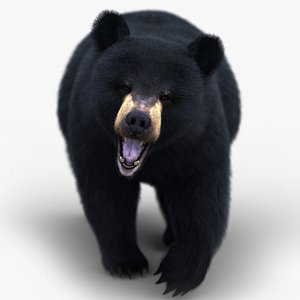 3D Black Bear ANIMATED Xgen-core