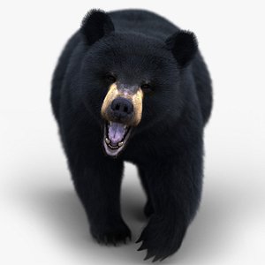 Black Bear ANIMATED Xgen-core