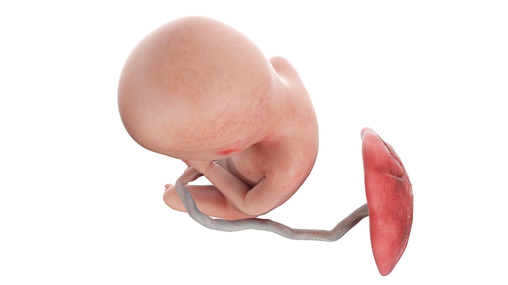 3D Fetus Week 17 Animated model https://p.turbosquid.com/ts-thumb/pU/sK2Exd/QP/fetus_week17f0003/jpg/1635930271/1920x1080/fit_q87/861ca9adf7f2da816a87b99d52aed893f7b33826/fetus_week17f0003.jpg