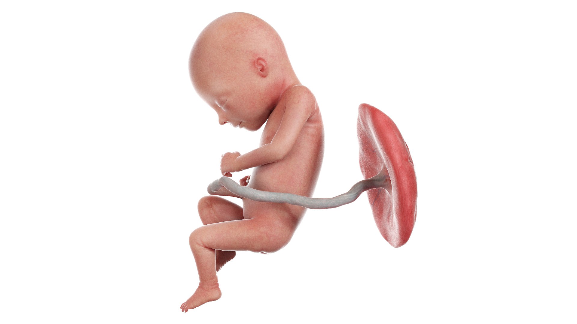 3D Fetus Week 17 Animated model https://p.turbosquid.com/ts-thumb/pU/sK2Exd/k2/fetus_week17f0000/jpg/1635929773/1920x1080/fit_q87/c52d288b1fe3debbeea883f1b003f3898aa992de/fetus_week17f0000.jpg