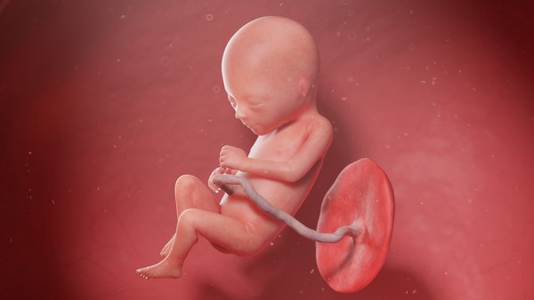 胎児第17週アニメーション3dモデル Turbosquid