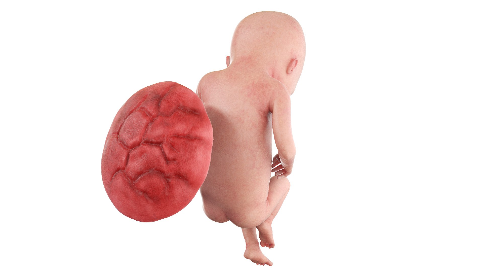 3D Fetus Week 17 Animated model https://p.turbosquid.com/ts-thumb/pU/sK2Exd/rd/fetus_week17f0004/jpg/1635930270/1920x1080/fit_q87/2464a51dcc9578cfc221044930c0958820198a51/fetus_week17f0004.jpg