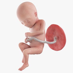 3D Fetus Week 17 Animated model