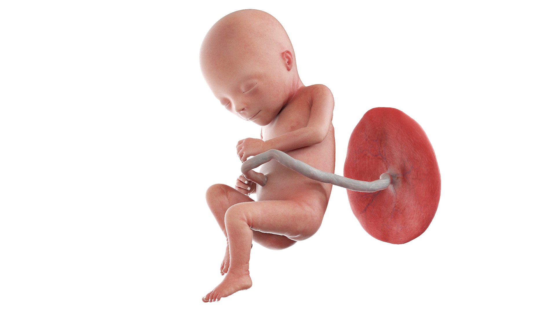 3D Fetus Week 17 Animated model https://p.turbosquid.com/ts-thumb/pU/sK2Exd/y2/fetus_week17f0001/jpg/1635930270/1920x1080/fit_q87/3e4ee7d8cbcccd5231cec6d8753bf172a1f05f2b/fetus_week17f0001.jpg
