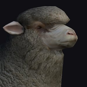 Sheep