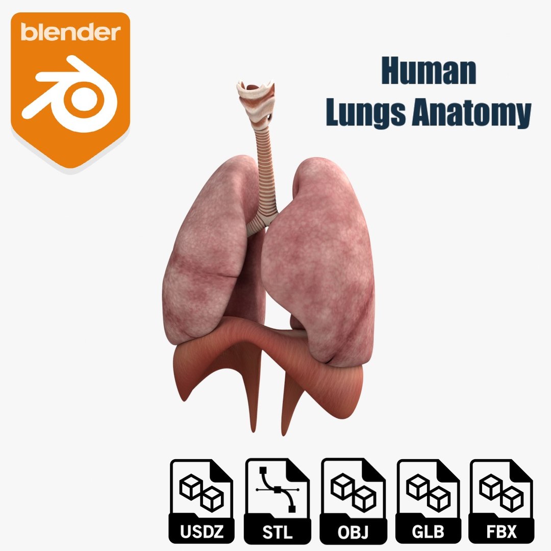 3D Human Lungs Anatomy 3D Model Model - TurboSquid 2641164