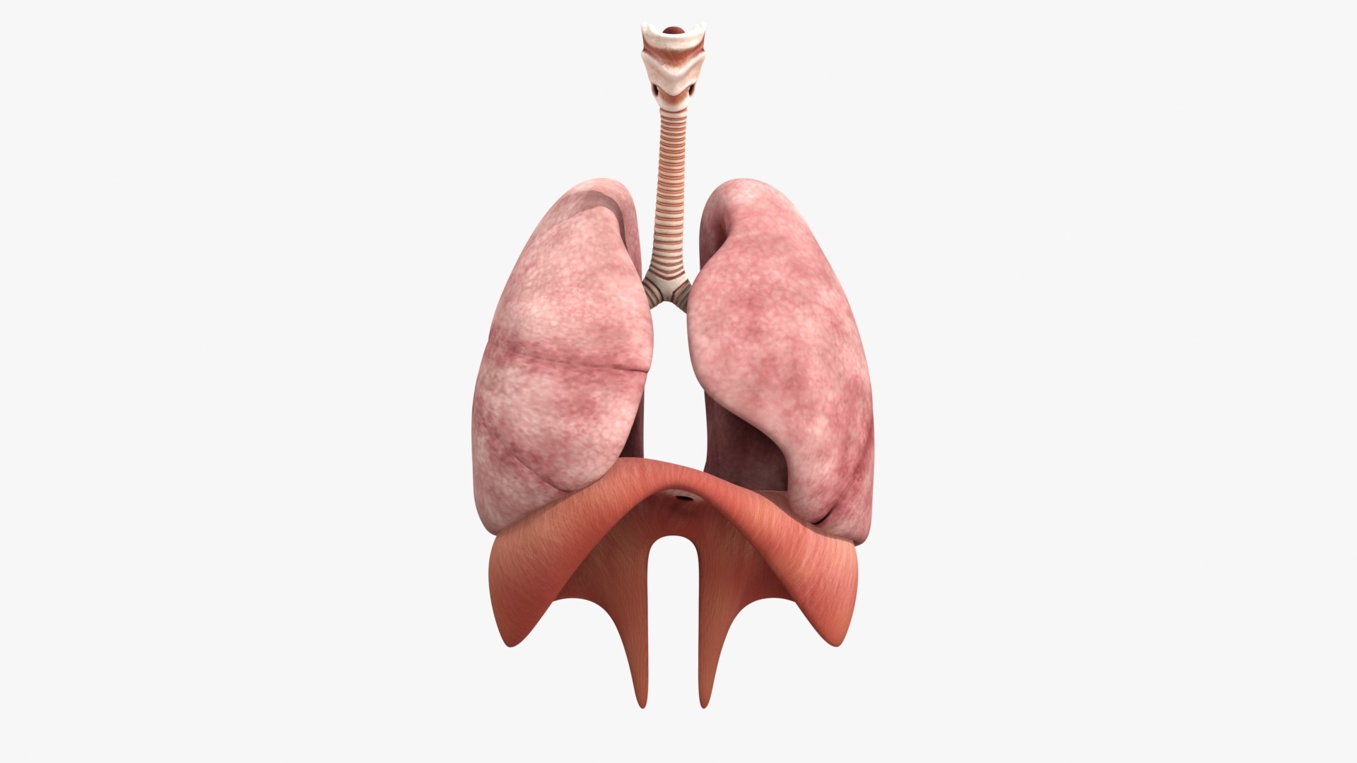 3D Human Lungs Anatomy 3D Model Model - TurboSquid 2641164