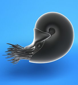 Download Free & Premium Animal Anatomy 3D Models | TurboSquid