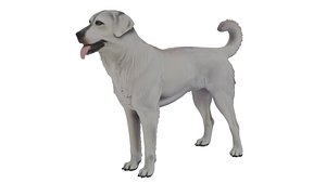 Akbash Dog Low-poly 3D model 3D