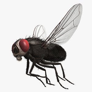 Musca Domestica "Black House Fly"