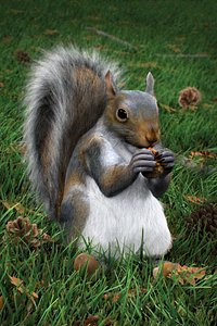 Squirrel(1)