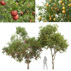 Citrus Sinensis Orange Arancio and Punica Granatum Pomegranate 3D model