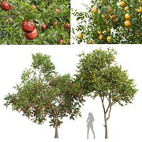 Citrus Sinensis Orange Arancio and Punica Granatum Pomegranate