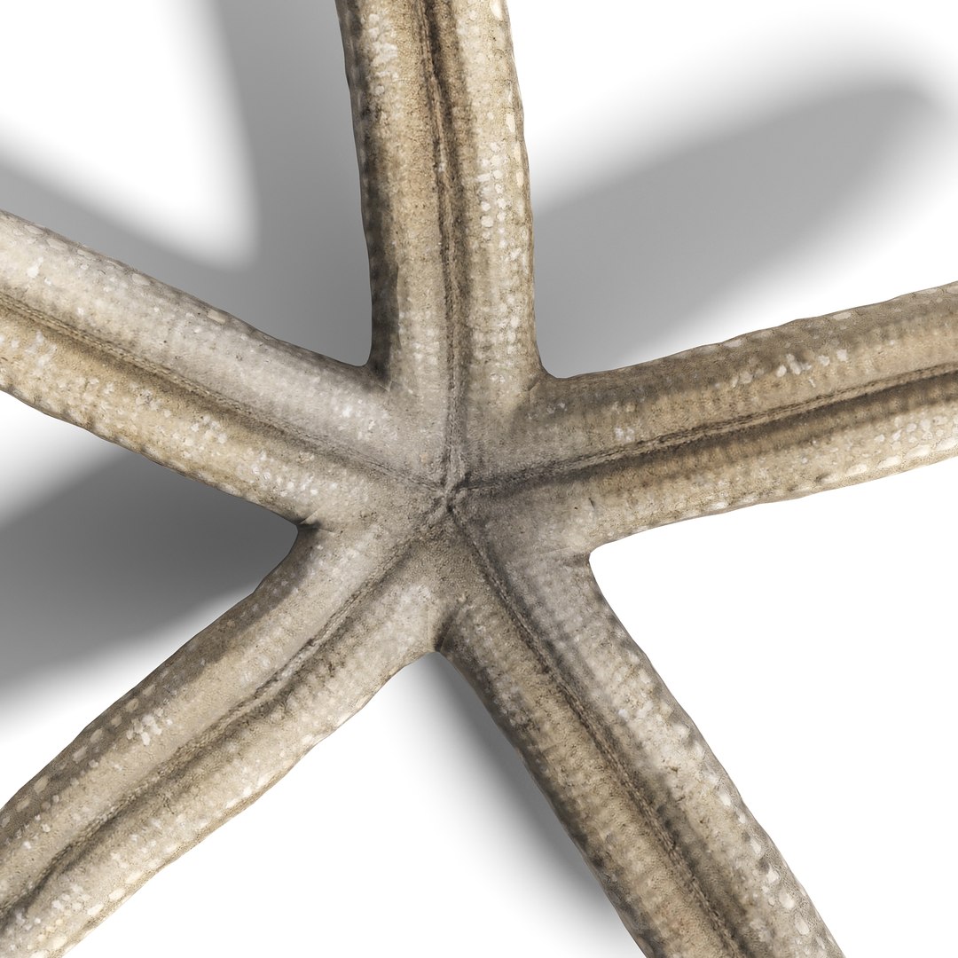 3D model Ultimate Marine Life Mega Library https://p.turbosquid.com/ts-thumb/pW/7nKSJf/0l/sea_star_1_4copy/jpg/1777403269/1920x1080/fit_q87/4beb0370475fe7f11088336ed6533b879272815a/sea_star_1_4copy.jpg