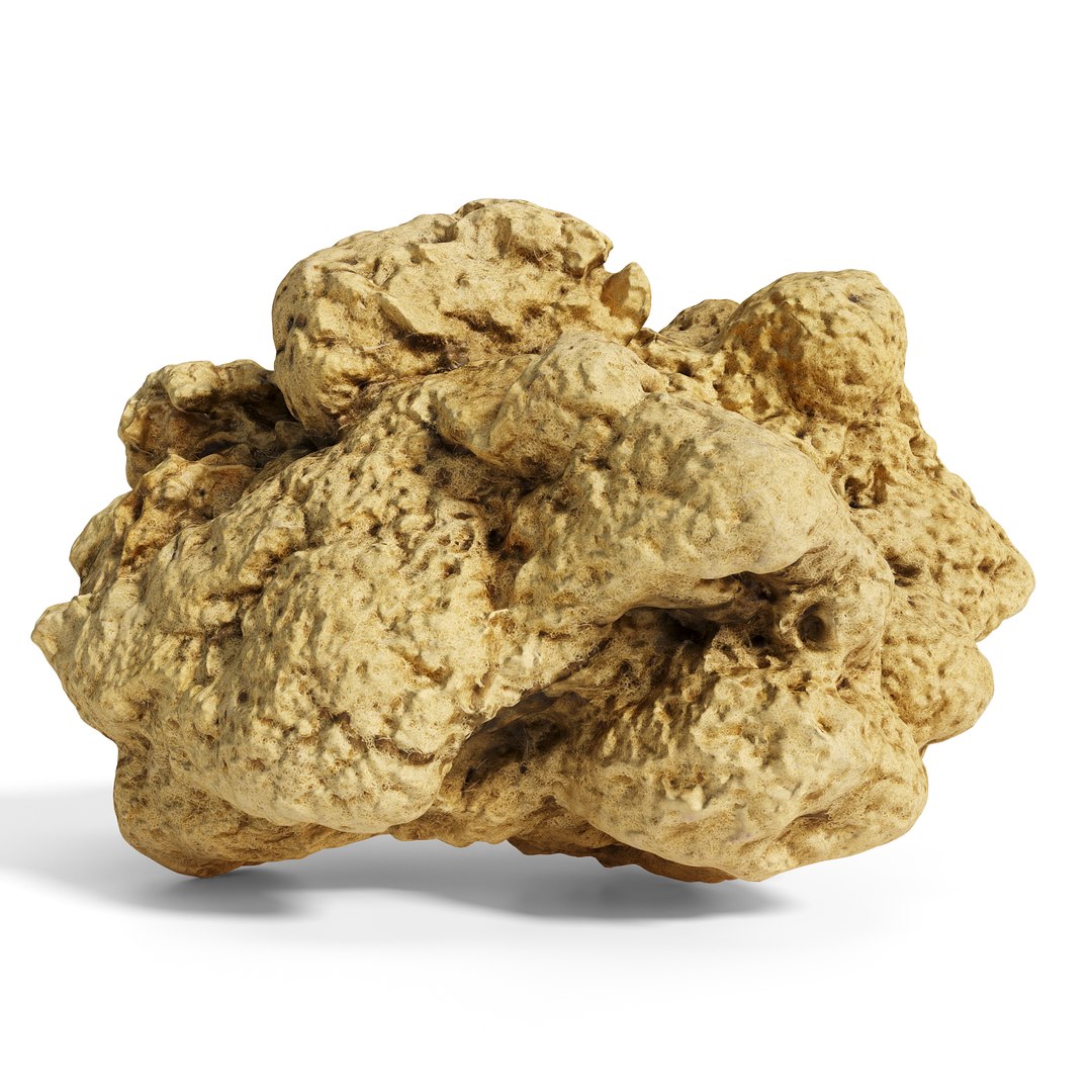 3D model Ultimate Marine Life Mega Library https://p.turbosquid.com/ts-thumb/pW/7nKSJf/4m/sponge_3copy/jpg/1777404164/1920x1080/fit_q87/f66338b658116a2ccc2f289dd0fcbdcfcd87cc44/sponge_3copy.jpg