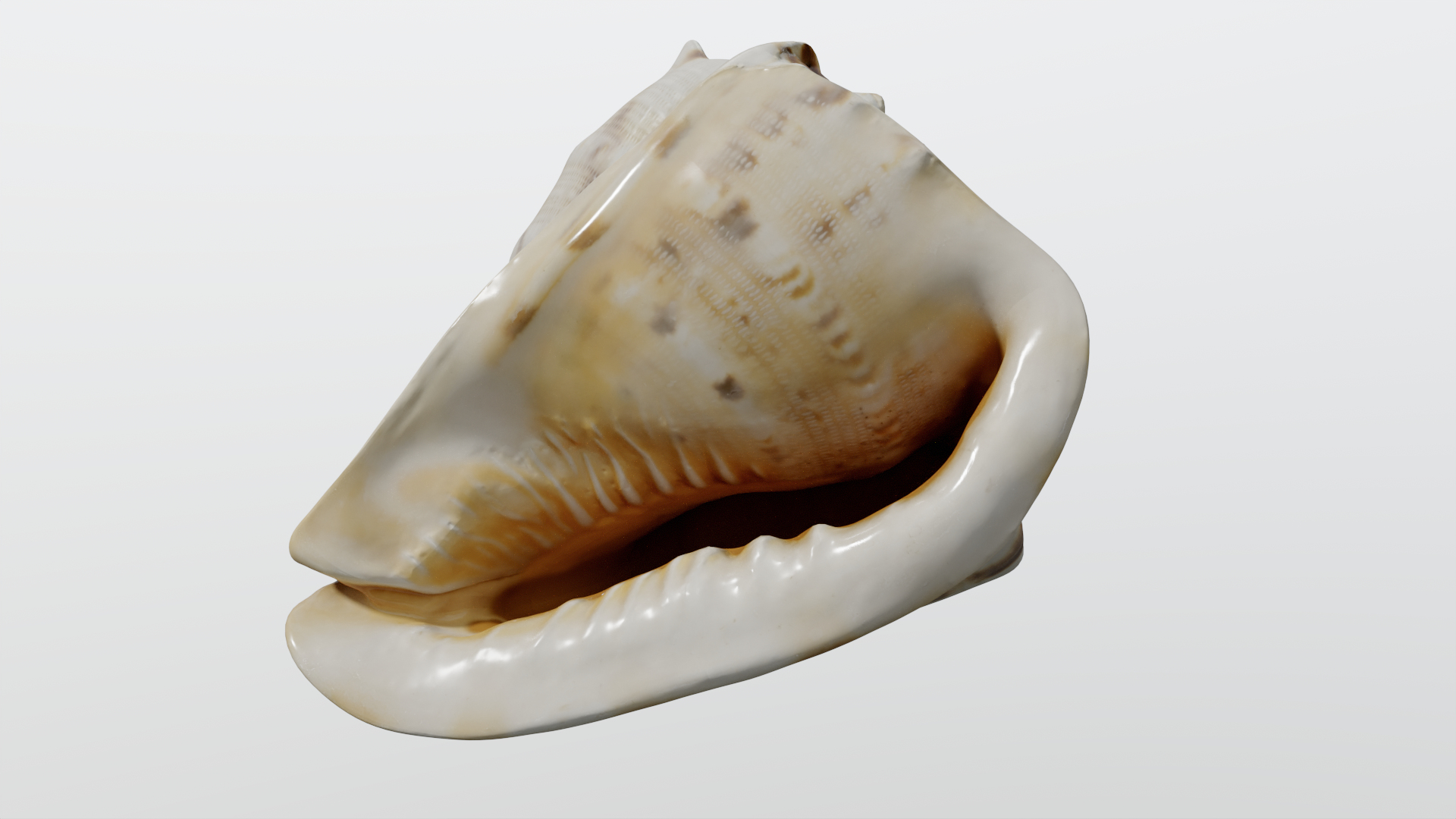 3D model Ultimate Marine Life Mega Library https://p.turbosquid.com/ts-thumb/pW/7nKSJf/8o/shell_5_/png/1777311455/1920x1080/turn_fit_q99/704faa97b4df53bf391b72ea6d2e0fdef6104cf7/shell_5_-1.jpg