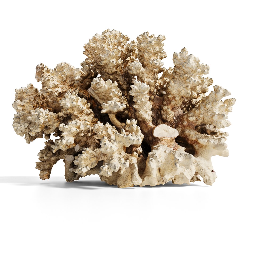 3D model Ultimate Marine Life Mega Library https://p.turbosquid.com/ts-thumb/pW/7nKSJf/91/murjan_1copy/jpg/1777403171/1920x1080/fit_q87/085dd1cc45e625bd95a598f84c583a8cc8d77248/murjan_1copy.jpg