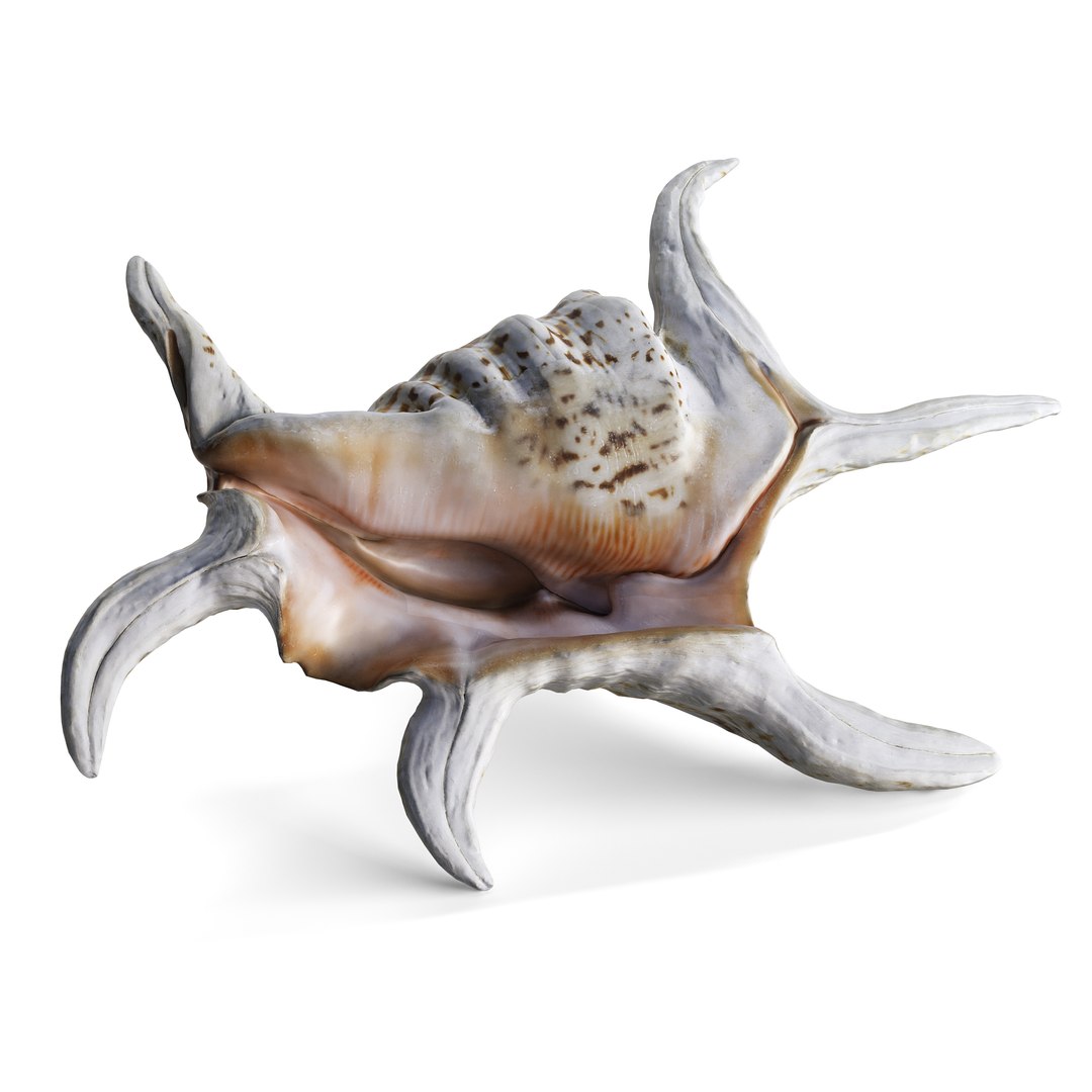 3D model Ultimate Marine Life Mega Library https://p.turbosquid.com/ts-thumb/pW/7nKSJf/Aa/shell_3_1copy/jpg/1777403703/1920x1080/fit_q87/be4a68a56ebfc91fe009c4b3d30d4145d44930e9/shell_3_1copy.jpg