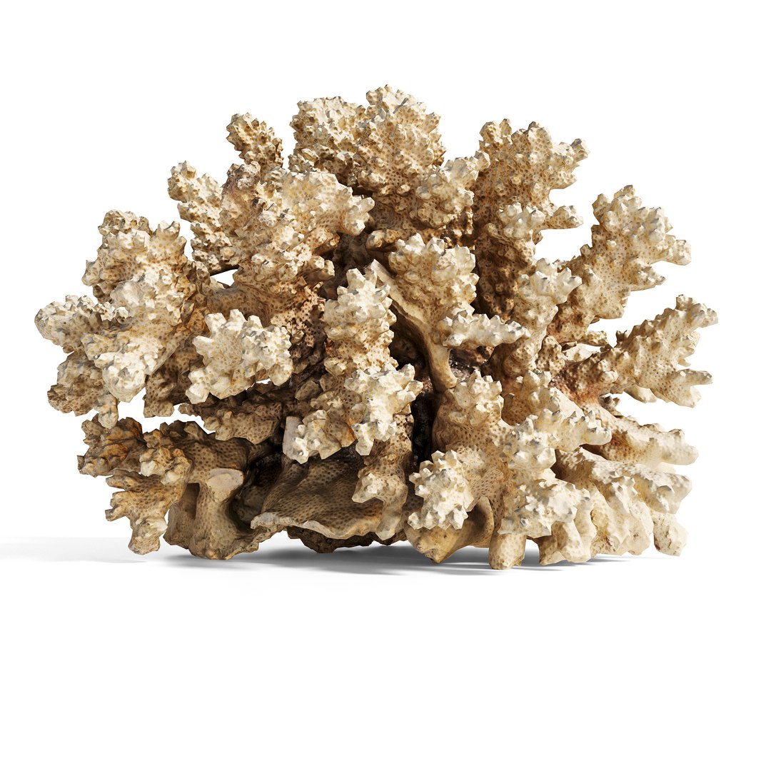 3D model Ultimate Marine Life Mega Library https://p.turbosquid.com/ts-thumb/pW/7nKSJf/IF/murjan_2copy/jpg/1777403182/1920x1080/fit_q87/8a5a1d5855e522ef2a72407f4a2c8b1072701c7c/murjan_2copy.jpg