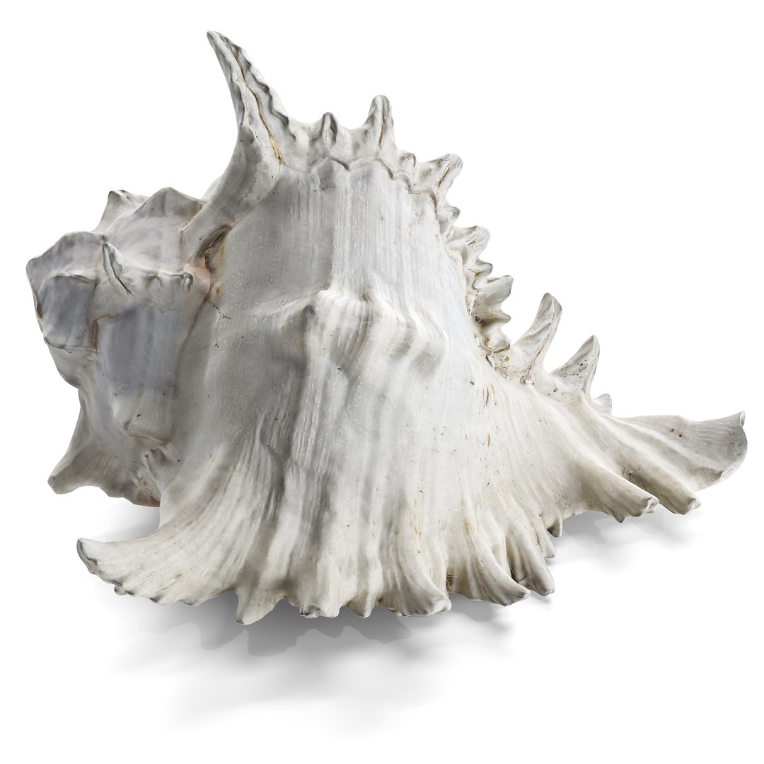 3D model Ultimate Marine Life Mega Library https://p.turbosquid.com/ts-thumb/pW/7nKSJf/VZ/shell_1copy/jpg/1777403356/1920x1080/fit_q87/601c9d4bcd4bbc64173ad76fac62af2d1926bbec/shell_1copy.jpg