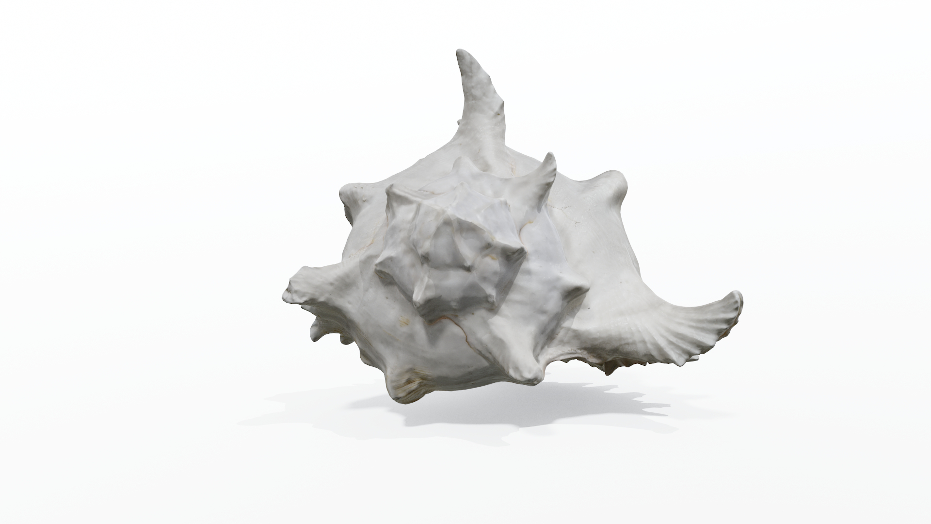 3D model Ultimate Marine Life Mega Library https://p.turbosquid.com/ts-thumb/pW/7nKSJf/WR/shell_1__maincamera/png/1777304744/1920x1080/turn_fit_q99/c1aaec60b7ff6218ca554dfbf56296d149f84d6d/shell_1__maincamera-1.jpg
