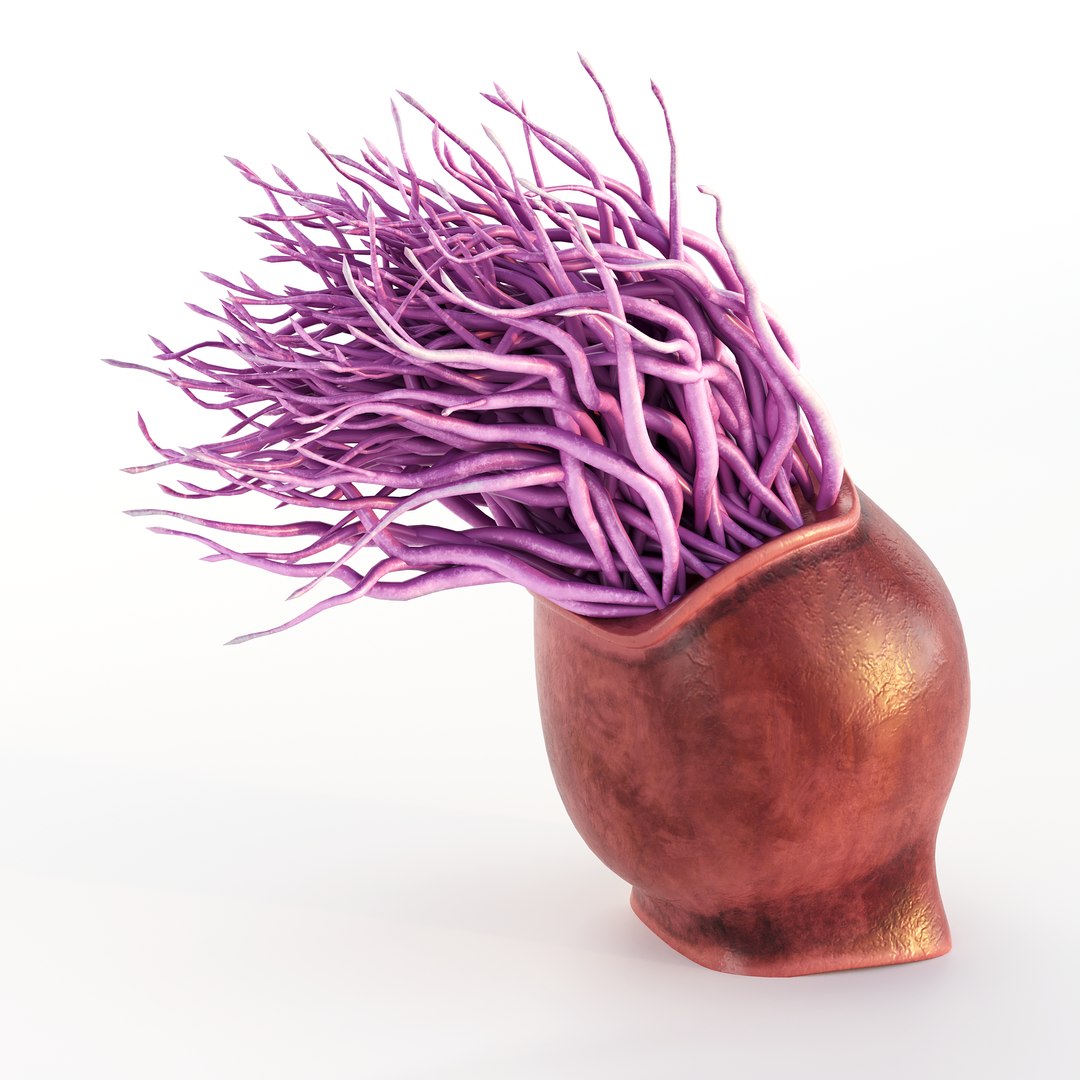 3D model Ultimate Marine Life Mega Library https://p.turbosquid.com/ts-thumb/pW/7nKSJf/Zr/coralhaircopy/png/1777395304/1920x1080/fit_q87/b06e523212d8bc7e7a6c90a6ce00f7458aa17fff/coralhaircopy.jpg