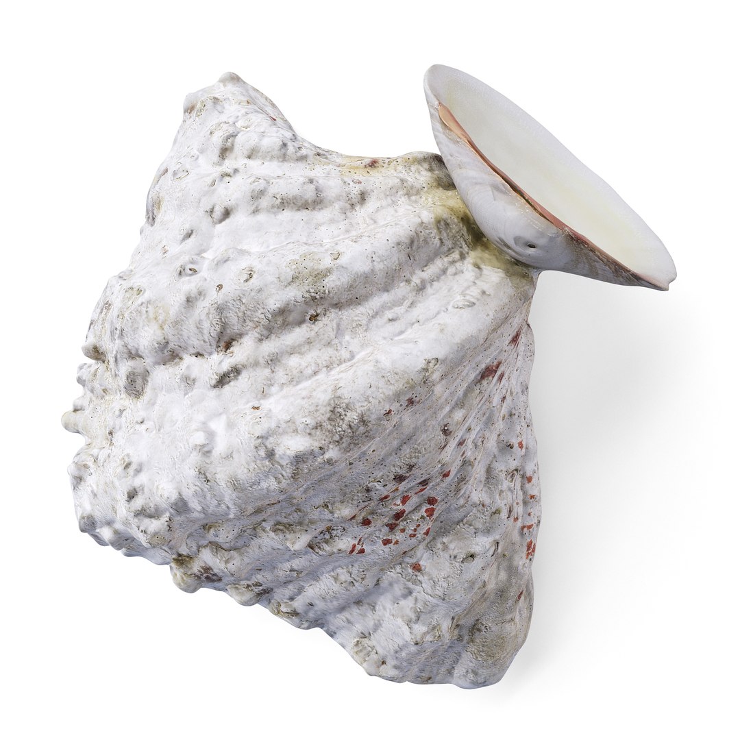 3D model Ultimate Marine Life Mega Library https://p.turbosquid.com/ts-thumb/pW/7nKSJf/ln/shell_2_6copy/jpg/1777403457/1920x1080/fit_q87/f02a188d55d5282135ea69d9a8e2743f10e96401/shell_2_6copy.jpg