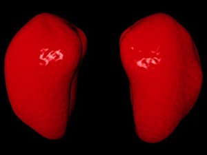 3d model lungs trachea internal