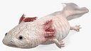 Pink Albino Axolotl