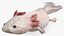 Collezione di creature marine