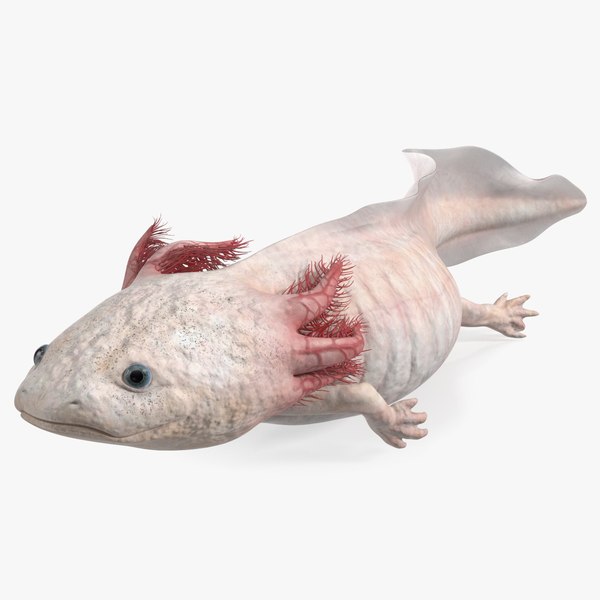 Pink Albino Axolotl 3D model