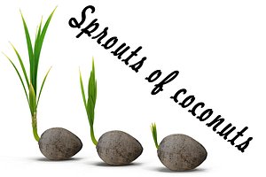 Sprouts of coconuts