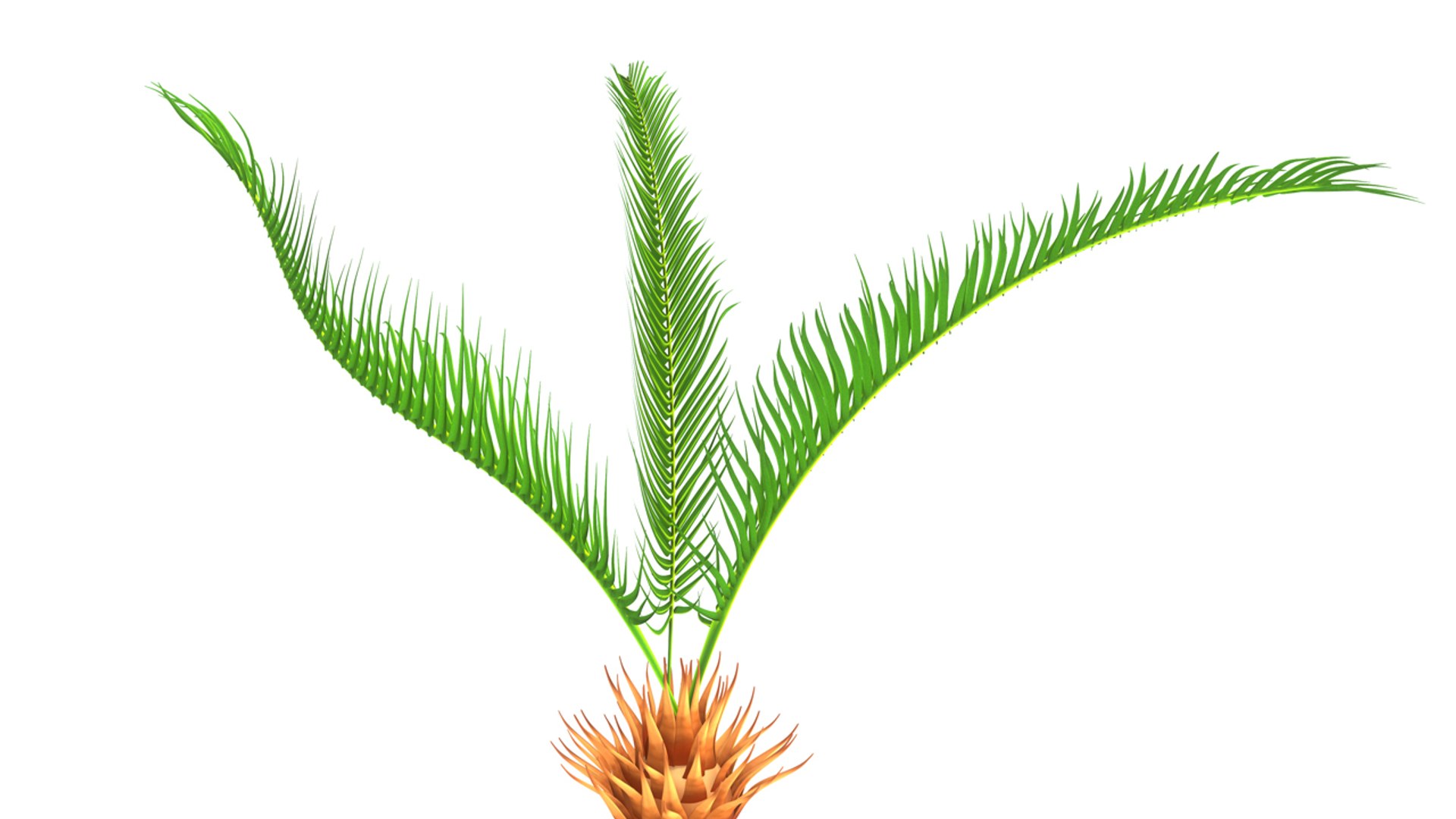 Obj Cycas Roots