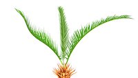 Cycas roots