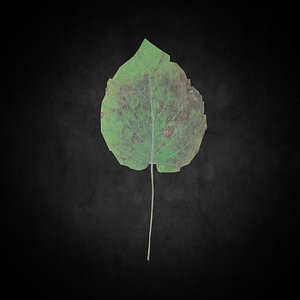 Low Poly Leaf 060