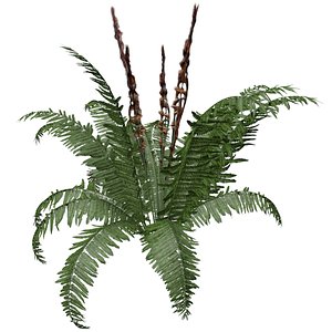 3D model Cinnamon Fern Plant - 09 -
