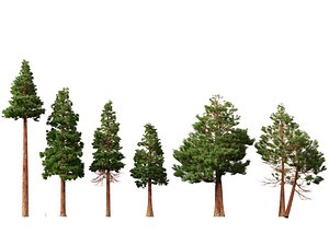Highpoly-Low Poly - Sequoia sempervirens - Coast Redwood