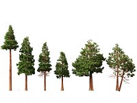 Highpoly-Low Poly - Sequoia sempervirens - Coast Redwood