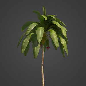 2021 PBR Banana Collection - Musa Paradisiaca 3D