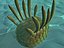 3d model of wiwaxia prehistoric cambrian